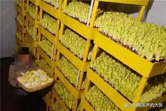 鱼菜共生项目利润分析_搞什么养殖赚钱_农村懒人种养项目