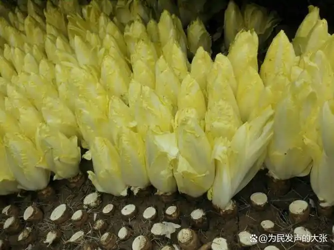 搞什么养殖赚钱_鱼菜共生项目利润分析_农村懒人种养项目