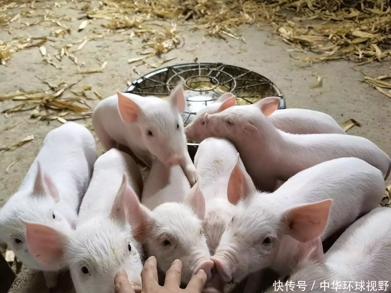 猪肉市场分析及未来预测_养猪如何养赚钱_猪肉价格持续上涨趋势